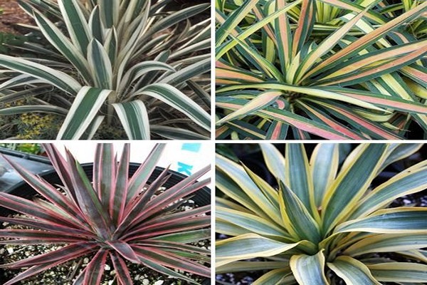 yucca photo