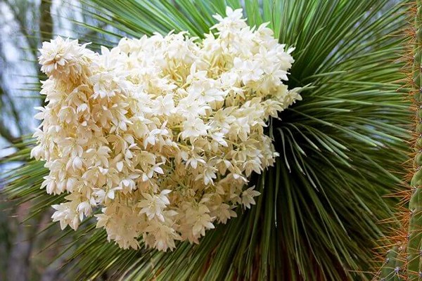 yucca care