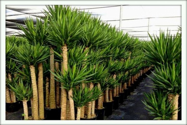 yucca flower