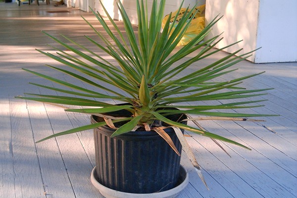 indoor yucca