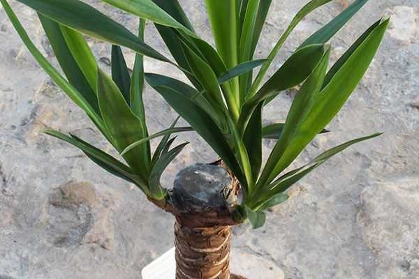 homemade yucca