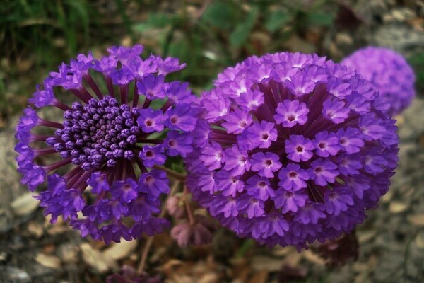 Abronia photo
