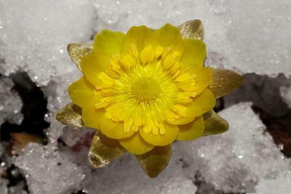 Adonis Amur photo