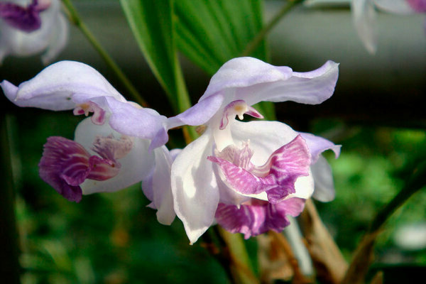 orchid