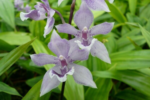 orchid