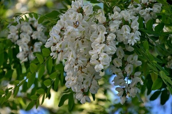 Photo d'acacia