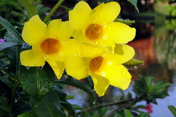 Foto allamanda