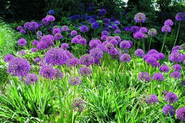 photo allium