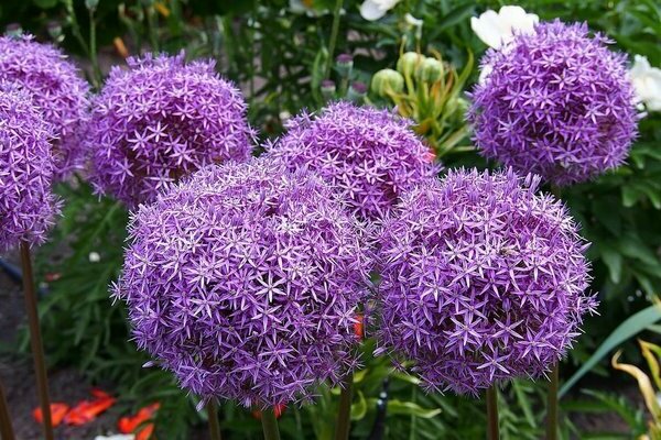 photo allium