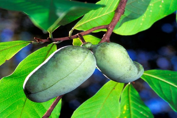 banane azimina