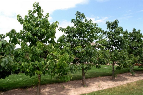 arbre azimin