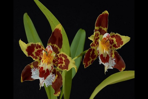 odontoglossum varieties