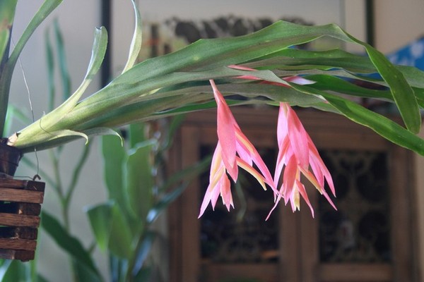 bilbergia indoor plants