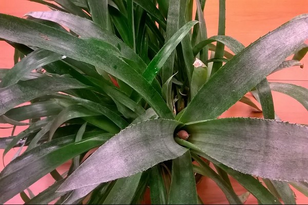 bilbergia care