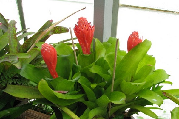 bilbergia drooping