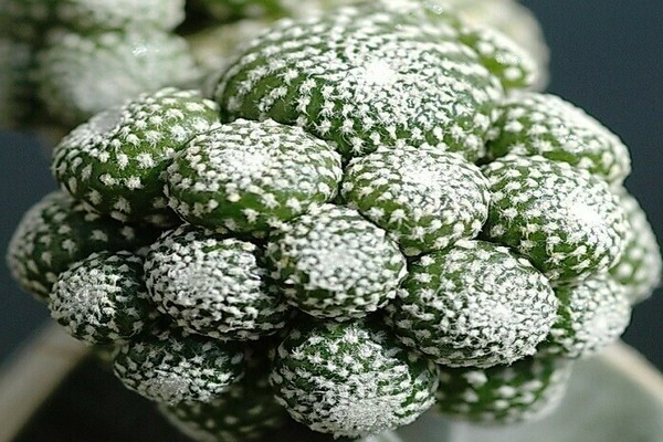 Blossfeldia photo