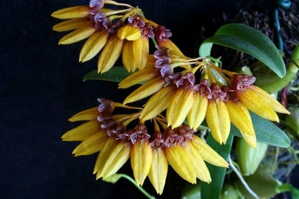 Foto Bulbophyllum