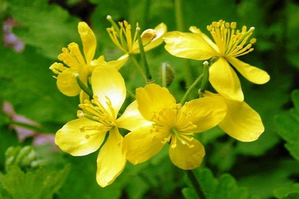tincture of celandine