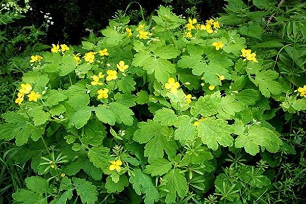 celandine properties