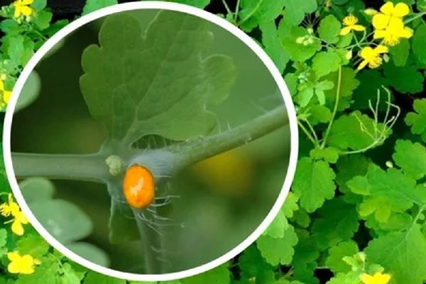 celandine application