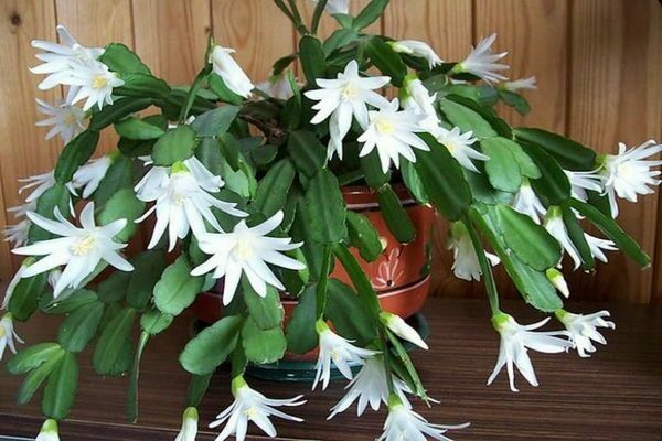 Decembrist flower