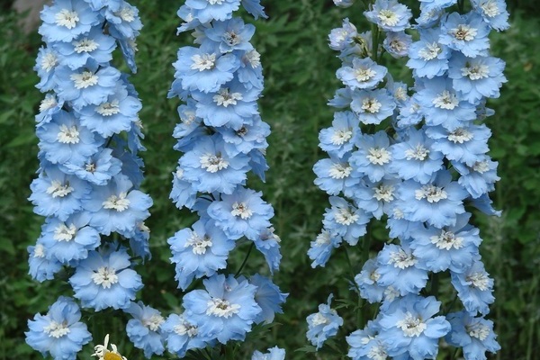 delphinium vivace
