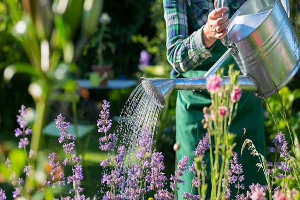 planting delphinium