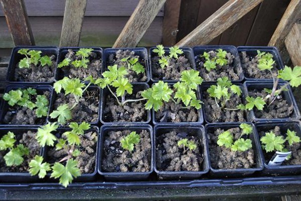 planting delphinium