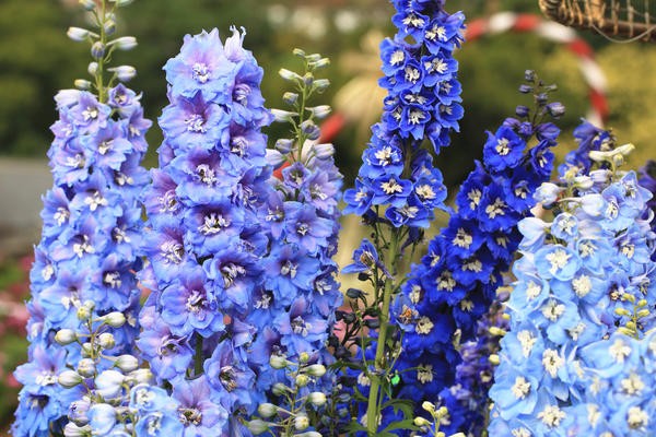 perennial delphinium