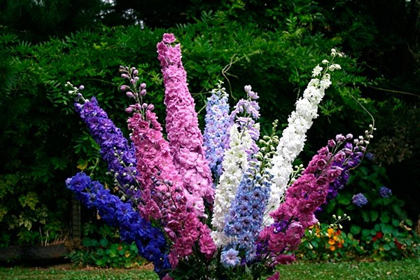 perennial delphinium