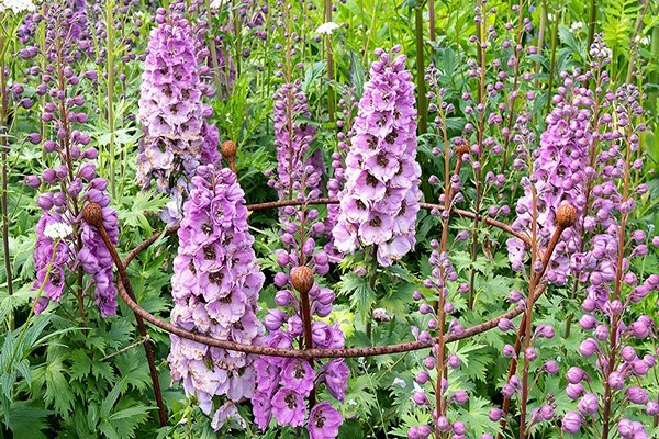 planting delphinium