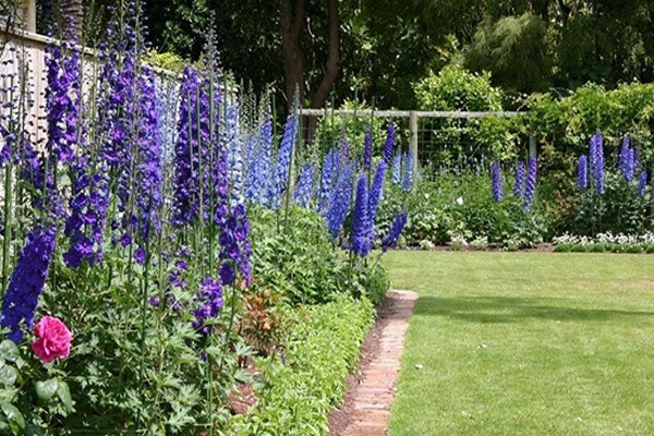 planting delphinium