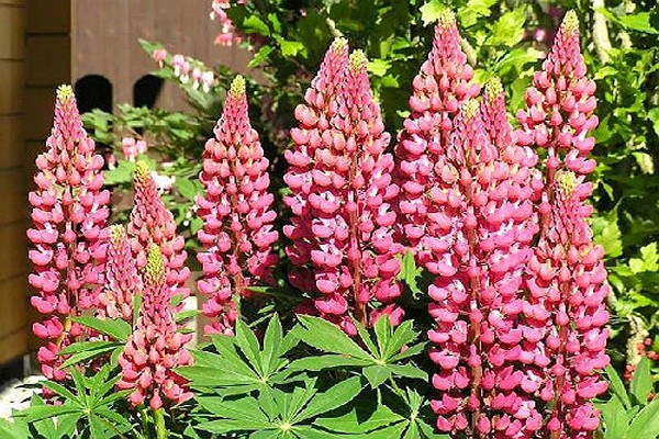 delphinium photo