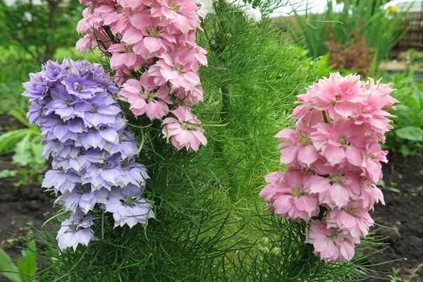delphinium photo