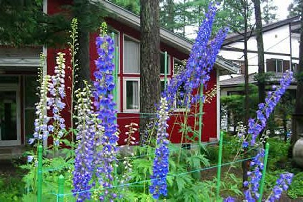 planting delphinium