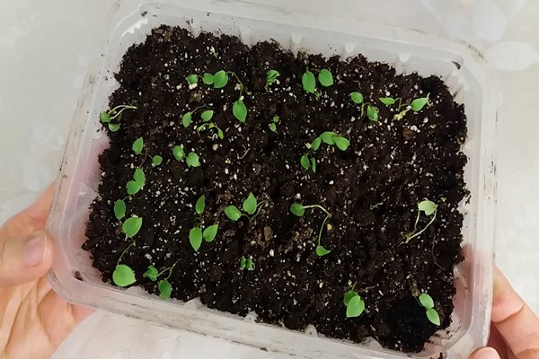 planting delphinium
