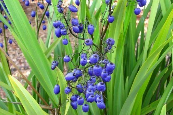 dianella