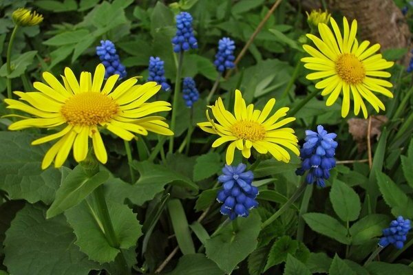 Photo de Doronicum