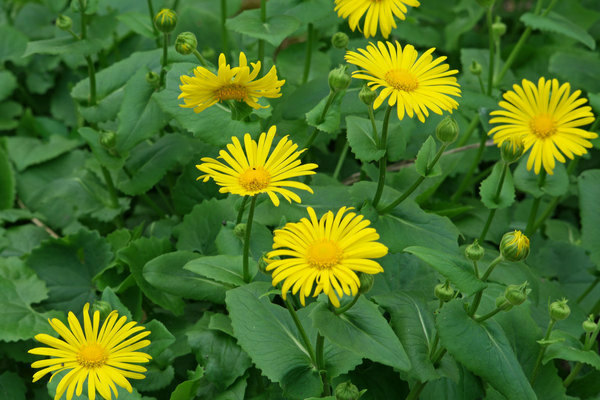 Photo de Doronicum