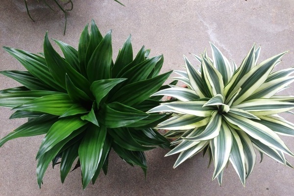 photo dracaena
