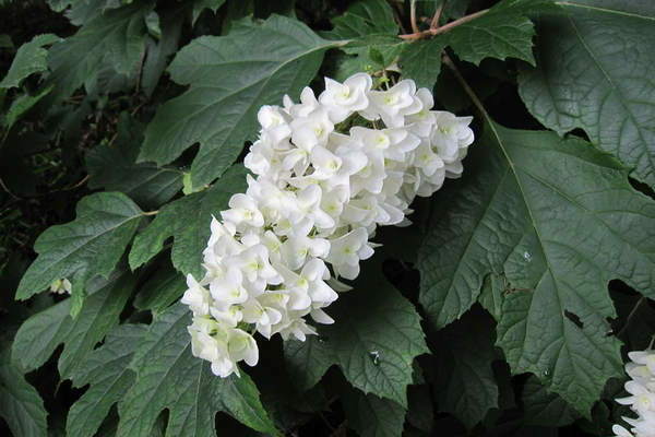 Oak-leaved hydrangea photo