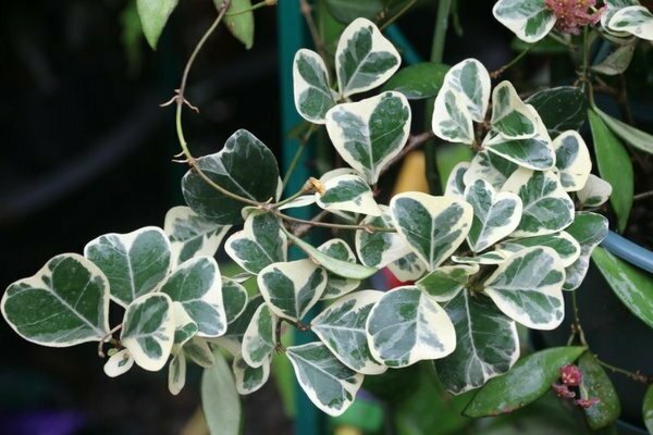 Photo triangulaire Ficus
