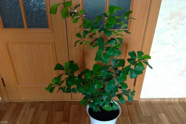 Photo triangulaire Ficus
