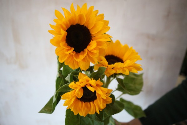 fleur d'hélianthus
