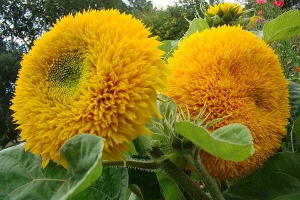 fleur d'hélianthus