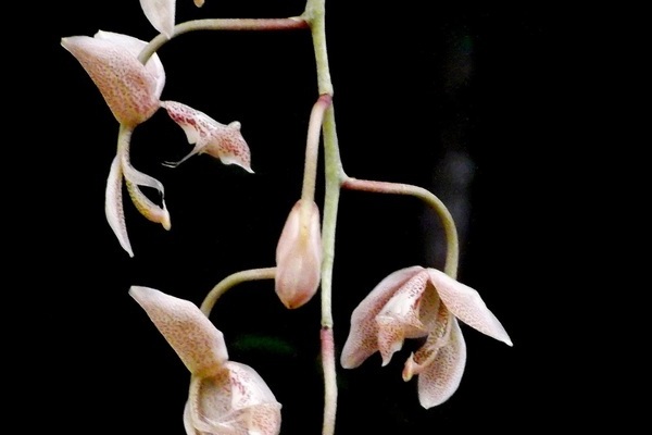 Gongora photo