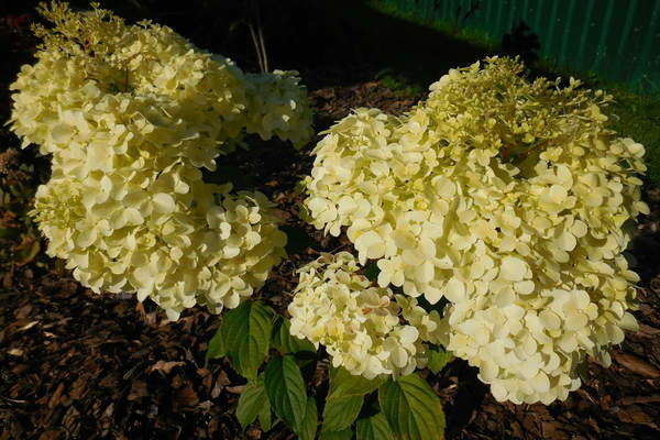 Hydrangea Diamantino photo