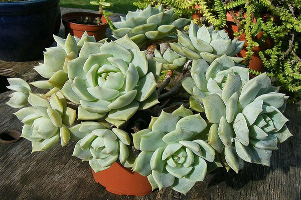 Graptopetalum photo