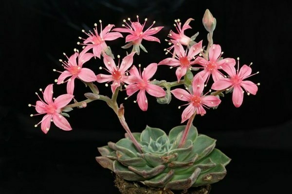 Graptopetalum photo