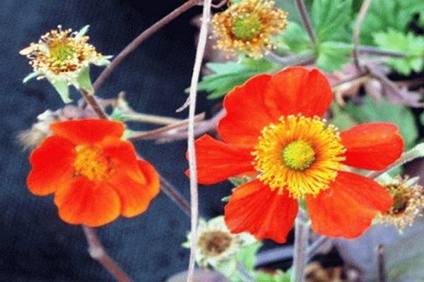 gravilat flower